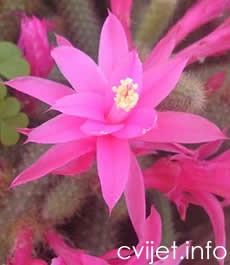 Aporokaktus, Zmijski kaktus – lat. Aporocactus